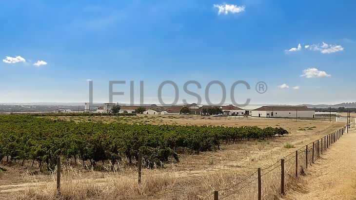 Herdade do Monte Branco c/ 140ha · Redondo, Évora