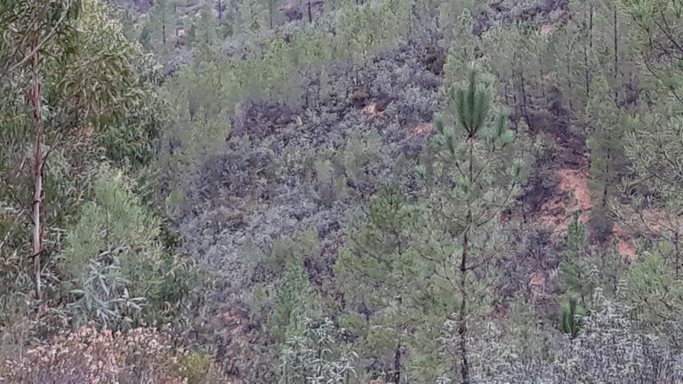 Terreno · Vila Velha de Ródão - Castelo Branco