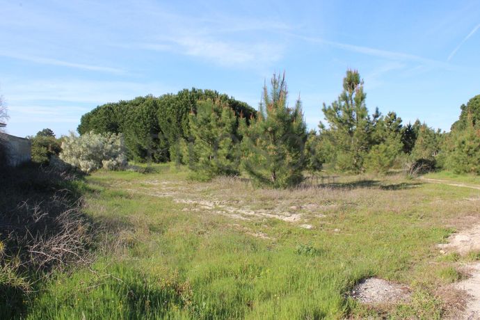 Proporção de Terreno · Palmela