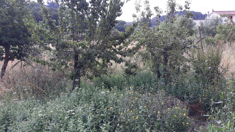 Meação de Moradia · Pombal