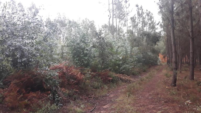 Terreno · Ferreira do Zêzere