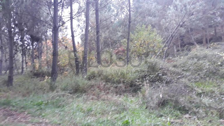 Terreno · Ferreira do Zêzere