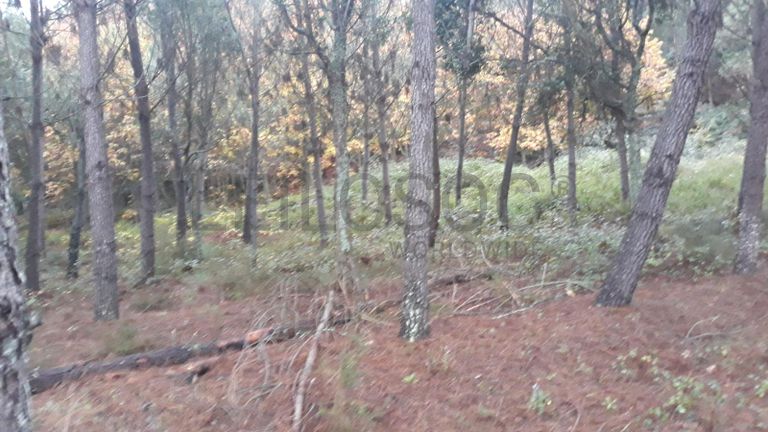 Terreno · Ferreira do Zêzere