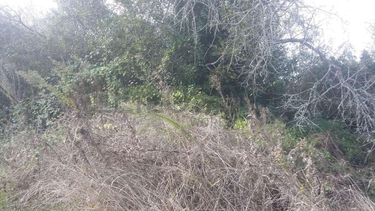 Terreno · Vagos, Aveiro