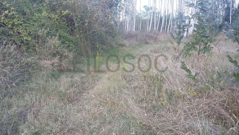 Terreno · Vagos, Aveiro