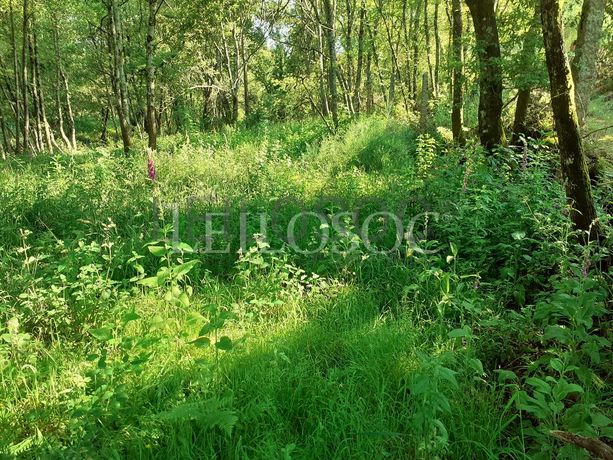 Terrenos · U. F. de Cambra e Carvalhal de Vermilhas, Vouzela