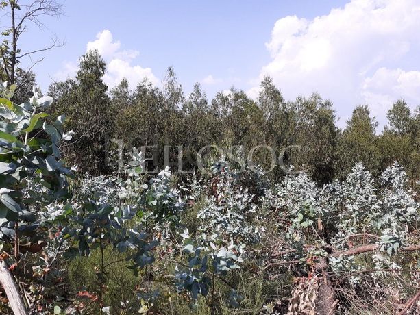 Terrenos · U. F. de Cambra e Carvalhal de Vermilhas, Vouzela