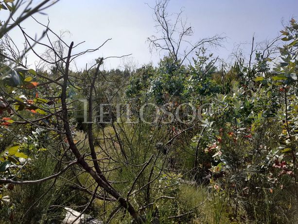 Terrenos · U. F. de Cambra e Carvalhal de Vermilhas, Vouzela