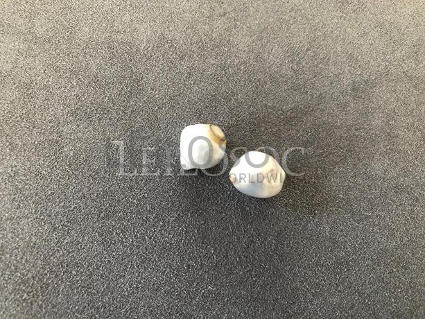 Lote 07 - Verbas 306 a 321