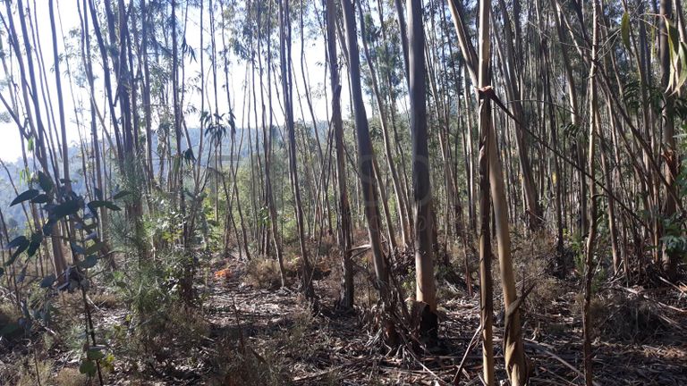 Terreno · Ferreira do Zêzere, Santarém