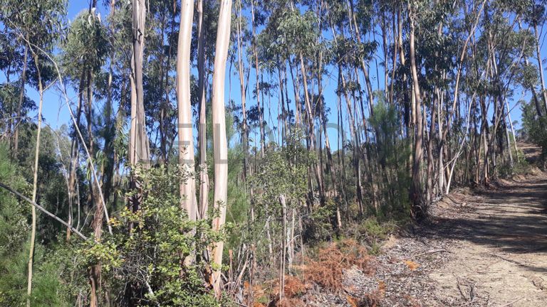 Terreno · Ferreira do Zêzere, Santarém