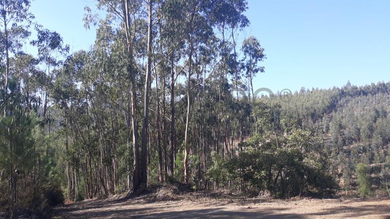 Terreno · Ferreira do Zêzere, Santarém