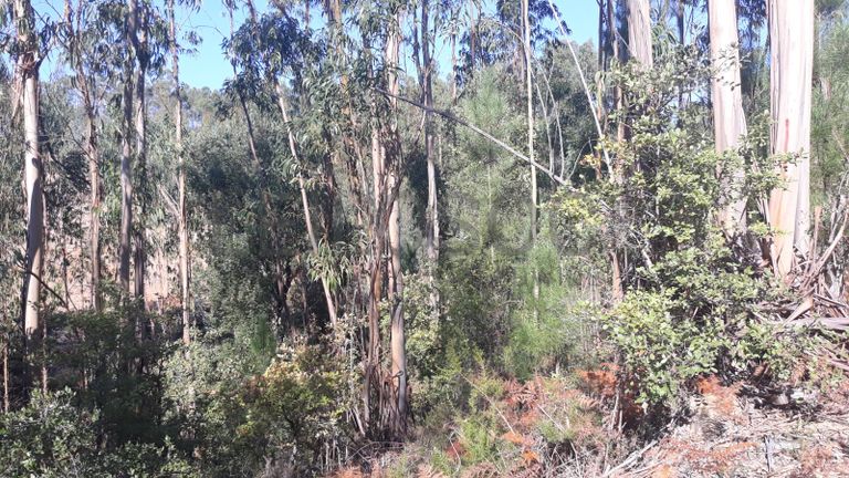 Terreno · Ferreira do Zêzere, Santarém