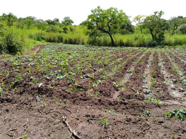 Fazenda Agropecuária | 362 ha · Lucala