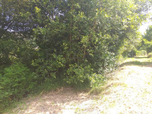 Terreno · Proporções de Terrenos · Oliveira de Frades