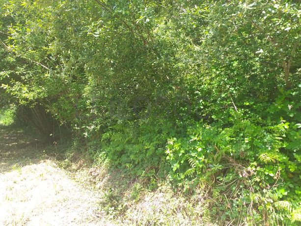 Terreno · Proporções de Terrenos · Oliveira de Frades