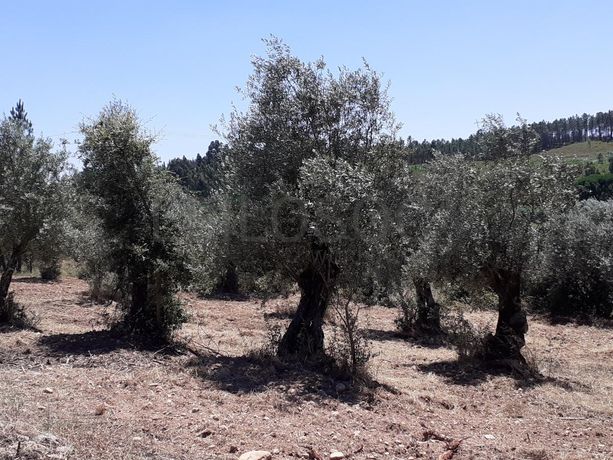 Quinhão Hereditário · Abrantes