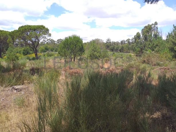 Proporção de 1/5 de 10 Terrenos · Carregal do Sal