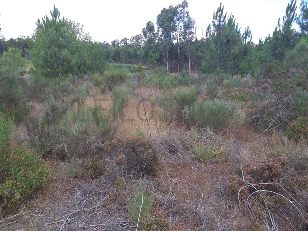 Proporção de 1/5 de 10 Terrenos · Carregal do Sal