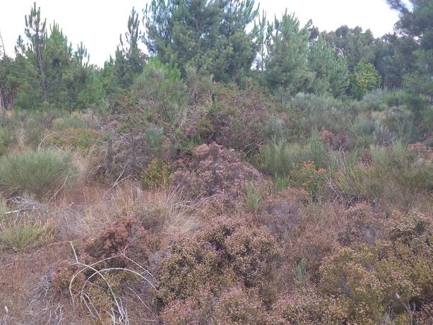 Proporção de 1/5 de 10 Terrenos · Carregal do Sal