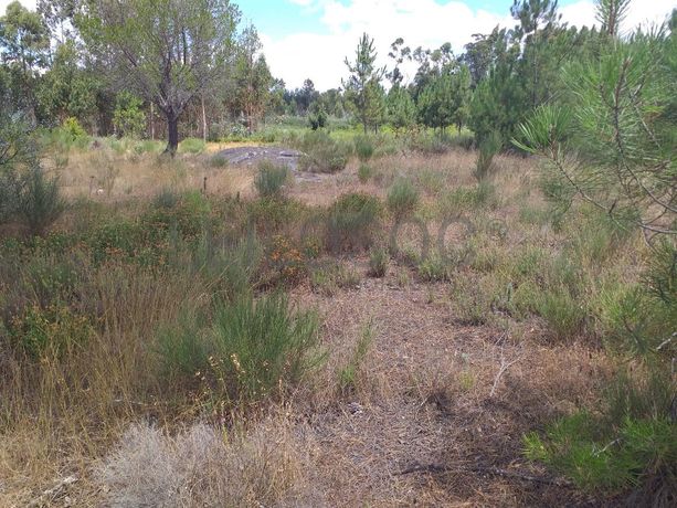 Proporção de 1/5 de 10 Terrenos · Carregal do Sal