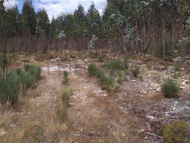 Proporção de 1/5 de 10 Terrenos · Carregal do Sal