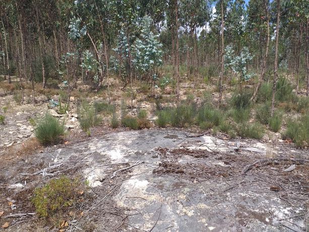 Proporção de 1/5 de 10 Terrenos · Carregal do Sal