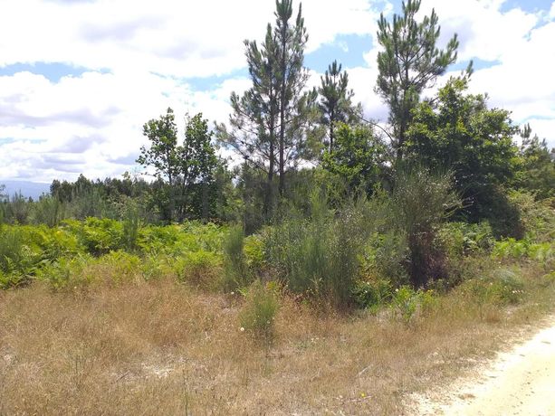 Proporção de 1/5 de 10 Terrenos · Carregal do Sal