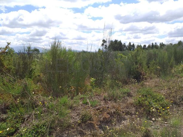 Proporção de 1/5 de 10 Terrenos · Carregal do Sal