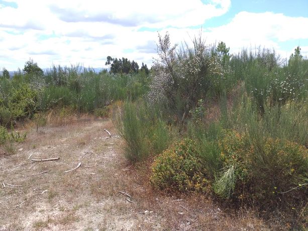 Proporção de 1/5 de 10 Terrenos · Carregal do Sal