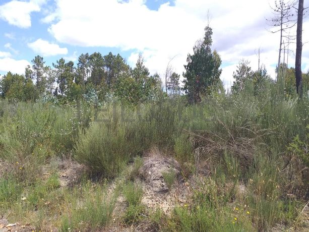 Proporção de 1/5 de 10 Terrenos · Carregal do Sal