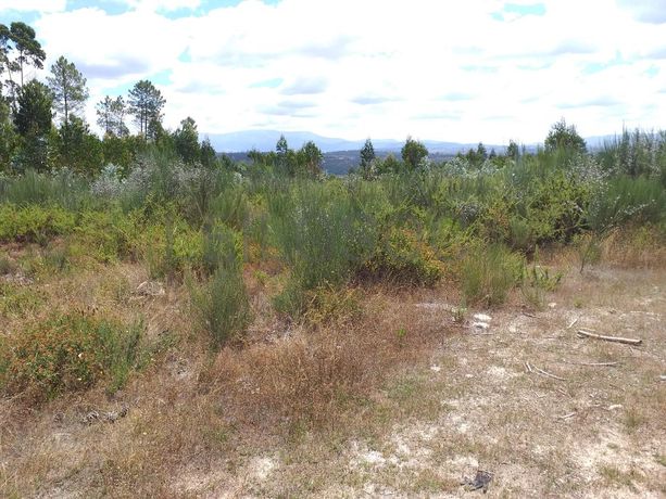 Proporção de 1/5 de 10 Terrenos · Carregal do Sal