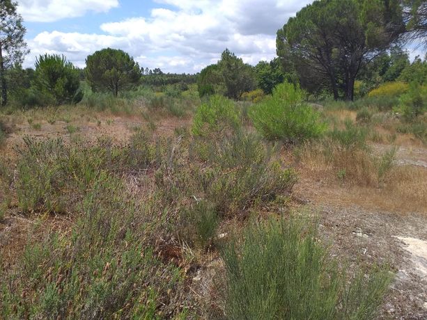 Proporção de 1/5 de 10 Terrenos · Carregal do Sal