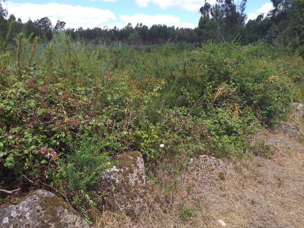 Proporção de 1/5 de 10 Terrenos · Carregal do Sal