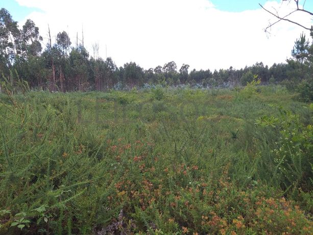 Proporção de 1/5 de 10 Terrenos · Carregal do Sal