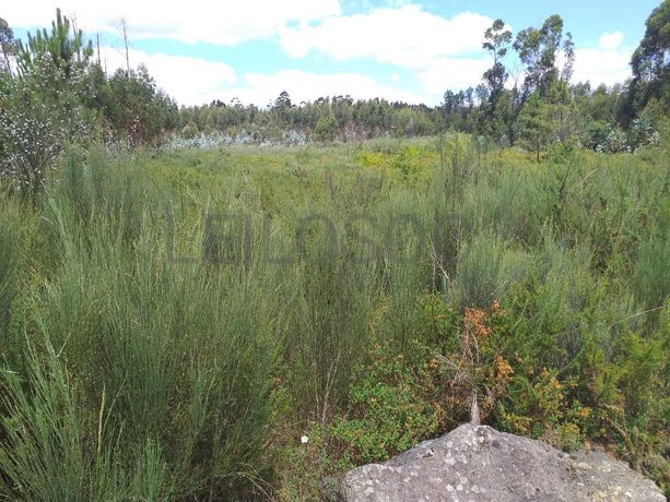 Proporção de 1/5 de 10 Terrenos · Carregal do Sal