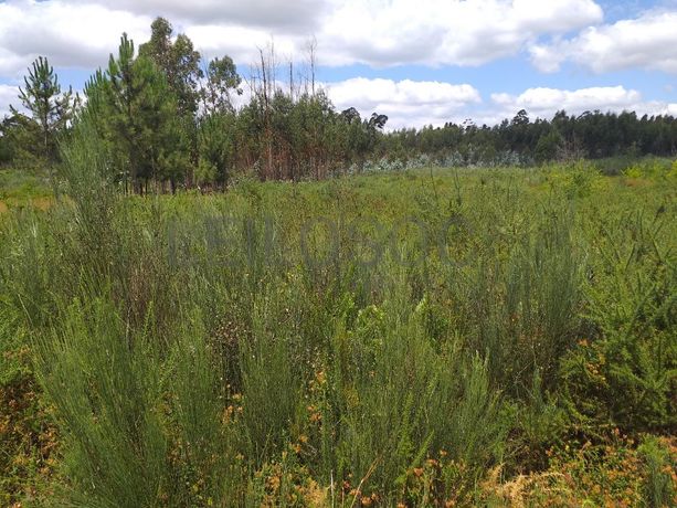 Proporção de 1/5 de 10 Terrenos · Carregal do Sal