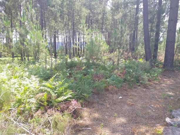 Proporção de 1/5 de 10 Terrenos · Carregal do Sal