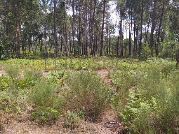 Proporção de 1/5 de 10 Terrenos · Carregal do Sal