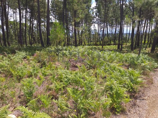 Proporção de 1/5 de 10 Terrenos · Carregal do Sal