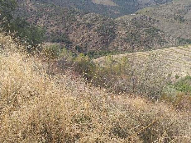 Terreno com 4,49 ha · Tabuaço