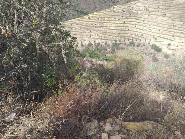 Terreno com 4,49 ha · Tabuaço