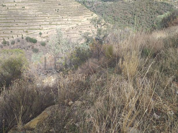 Terreno com 4,49 ha · Tabuaço