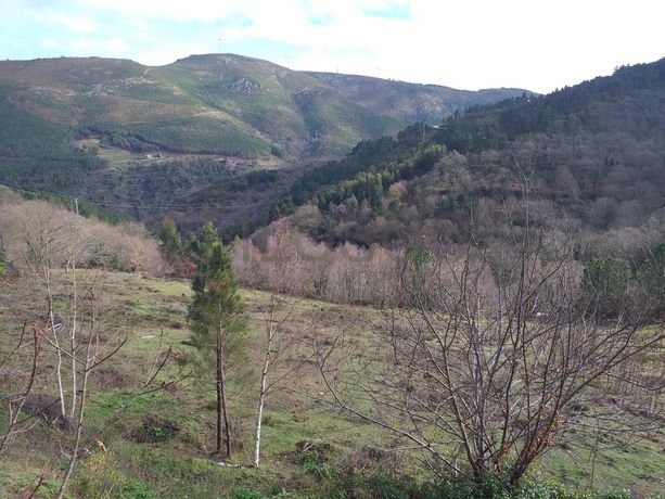 Terreno · Ribeira de Pena, Vila Real 