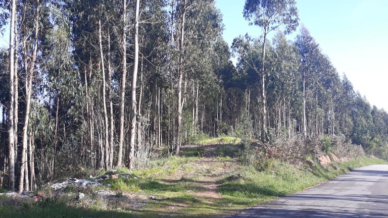 Moradia em Ruínas · Figueira da Foz