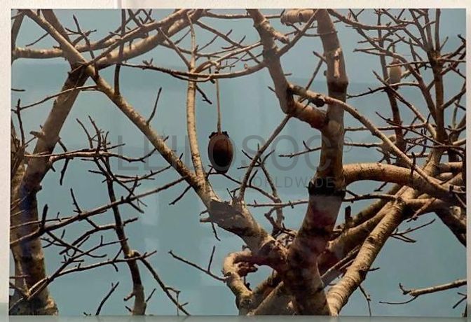 "Sem Título" · João Martins Pereira