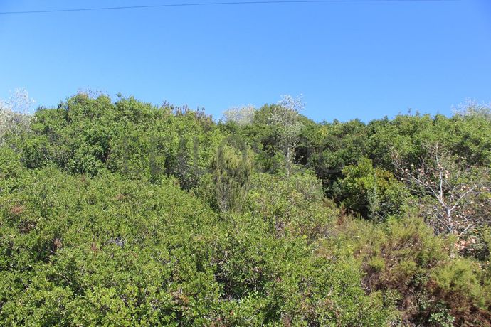 1/2 de Casa de arrecadação + Terreno · Rio Maior, Santarém
