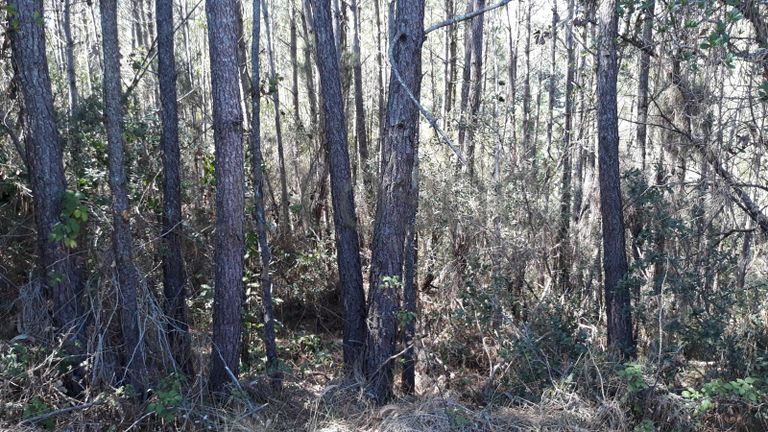 Moradia em Ruínas · Terrenos · Figueira da Foz