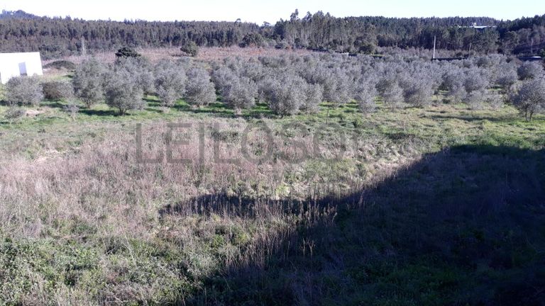 Quinta com casarão e Terreno · Ferreira do Zêzere