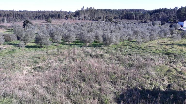 Quinta com casarão e Terreno · Ferreira do Zêzere